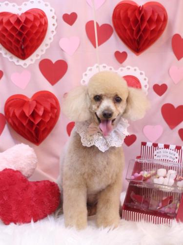 20240224チロくん